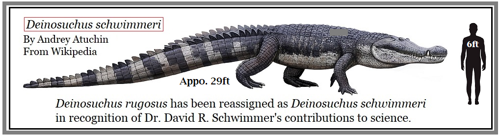Deinosuchus D. riograndensis, B. rugosus, B. hatcheri, 0. schwimmeri  terrible crocodile Estimated length: 26 - 39 feet